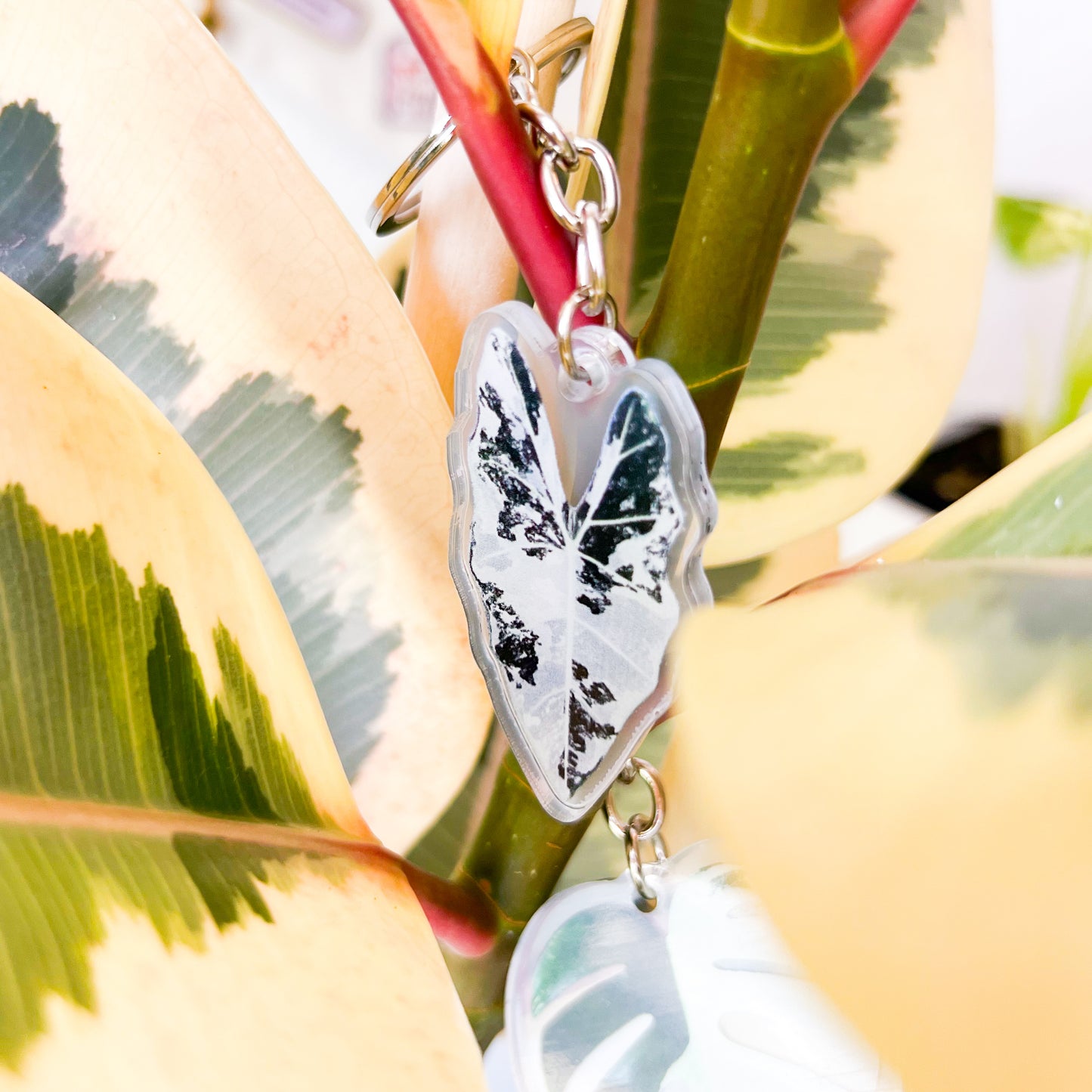 Variegated Plant Keychains